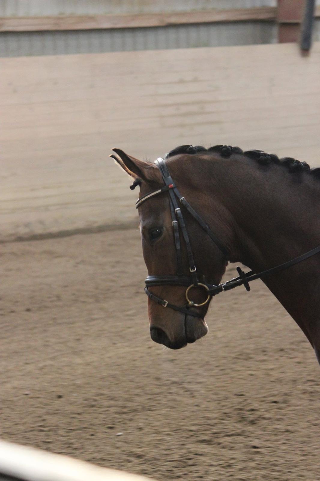 Dansk Varmblod Sandor billede 18