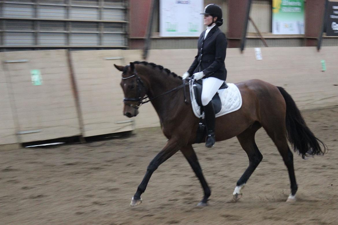 Dansk Varmblod Sandor billede 19