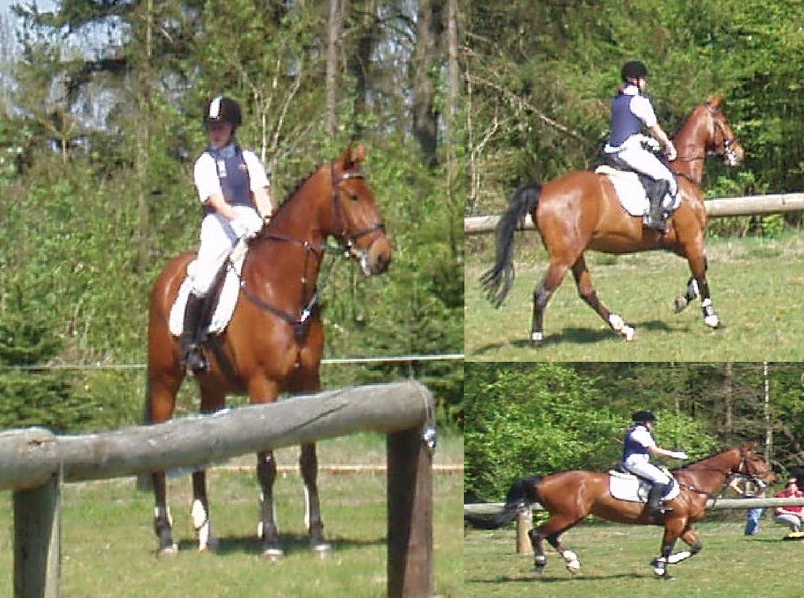 Oldenborg Cornando billede 18