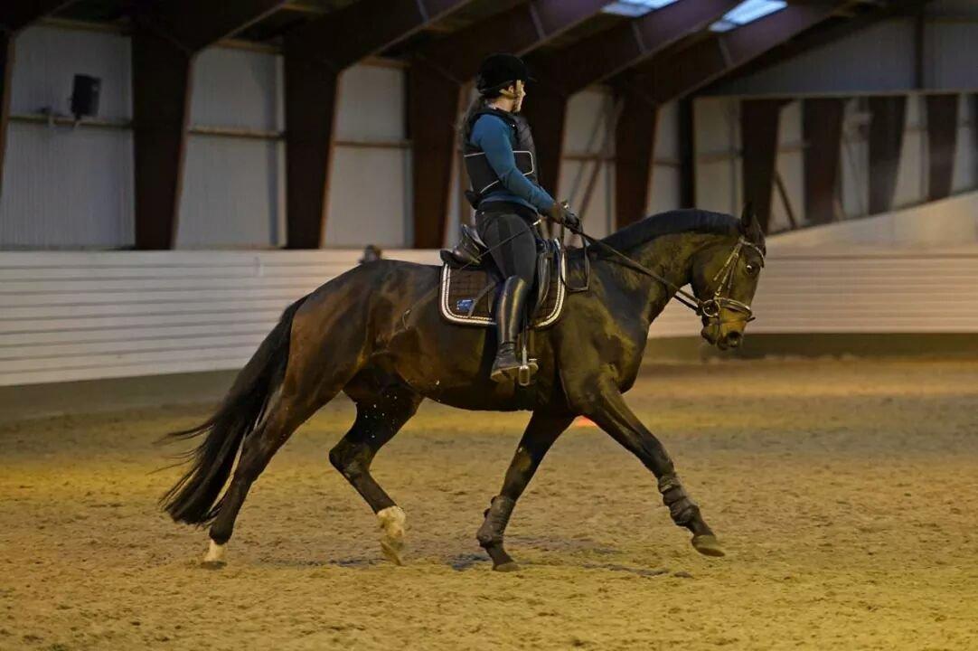 Dansk Varmblod Saigon - 26. oktober - 2 uger efter opstart, efter kastration - derfor vesten! billede 9