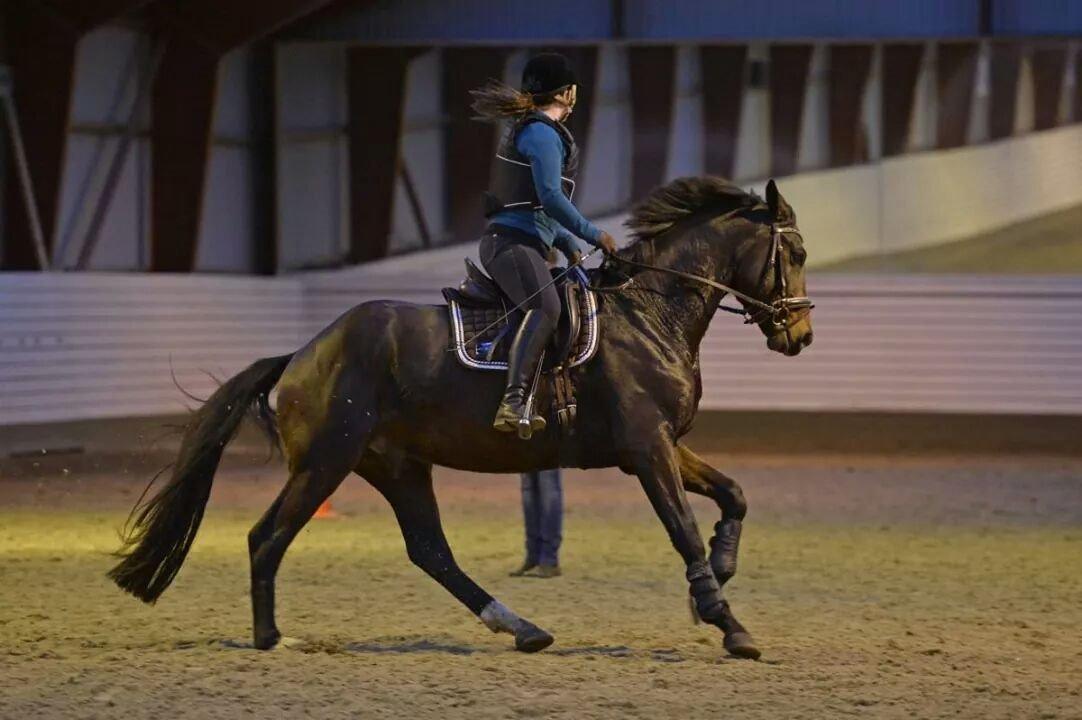 Dansk Varmblod Saigon - 26. oktober - 2 uger efter opstart, efter kastration - derfor vesten! billede 7