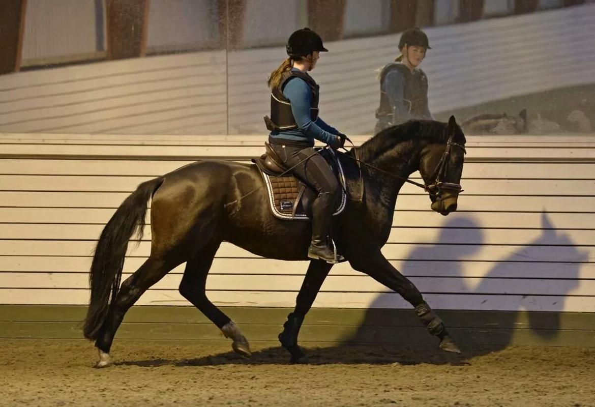 Dansk Varmblod Saigon - 26. oktober - 2 uger efter opstart, efter kastration - derfor vesten! billede 8