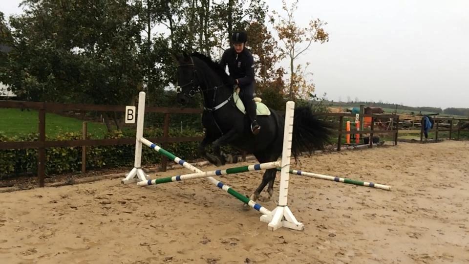 Dansk Varmblod Langagers Dooliwia billede 26