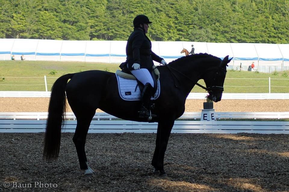 Dansk Varmblod DENISE billede 22