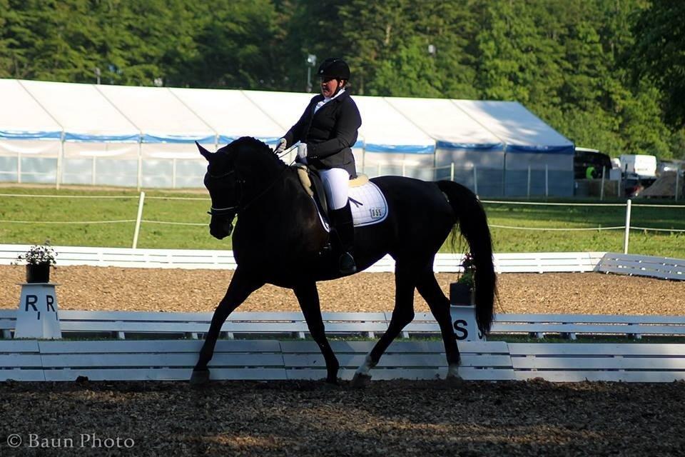 Dansk Varmblod DENISE billede 23