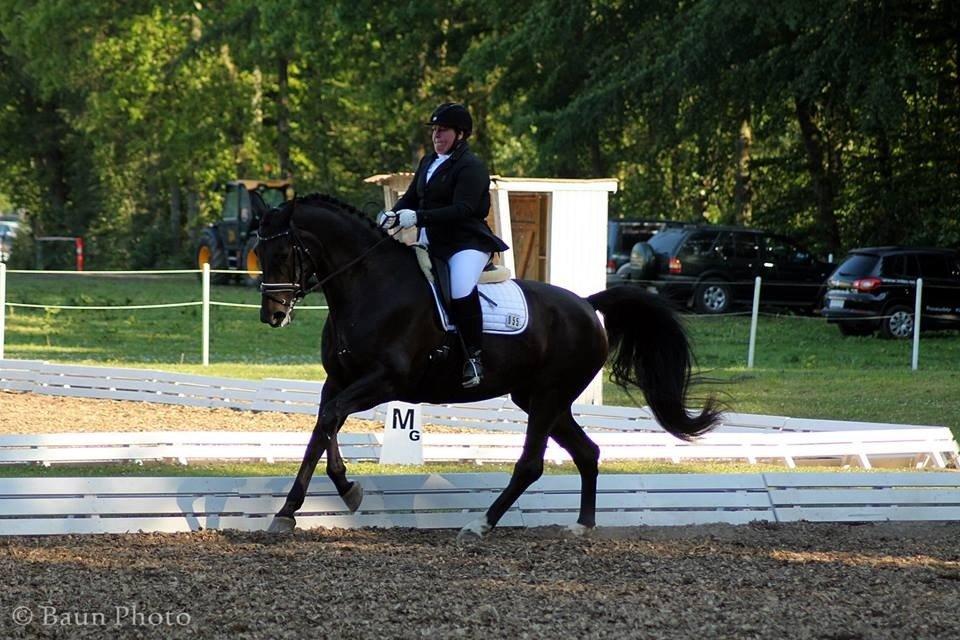 Dansk Varmblod DENISE billede 24