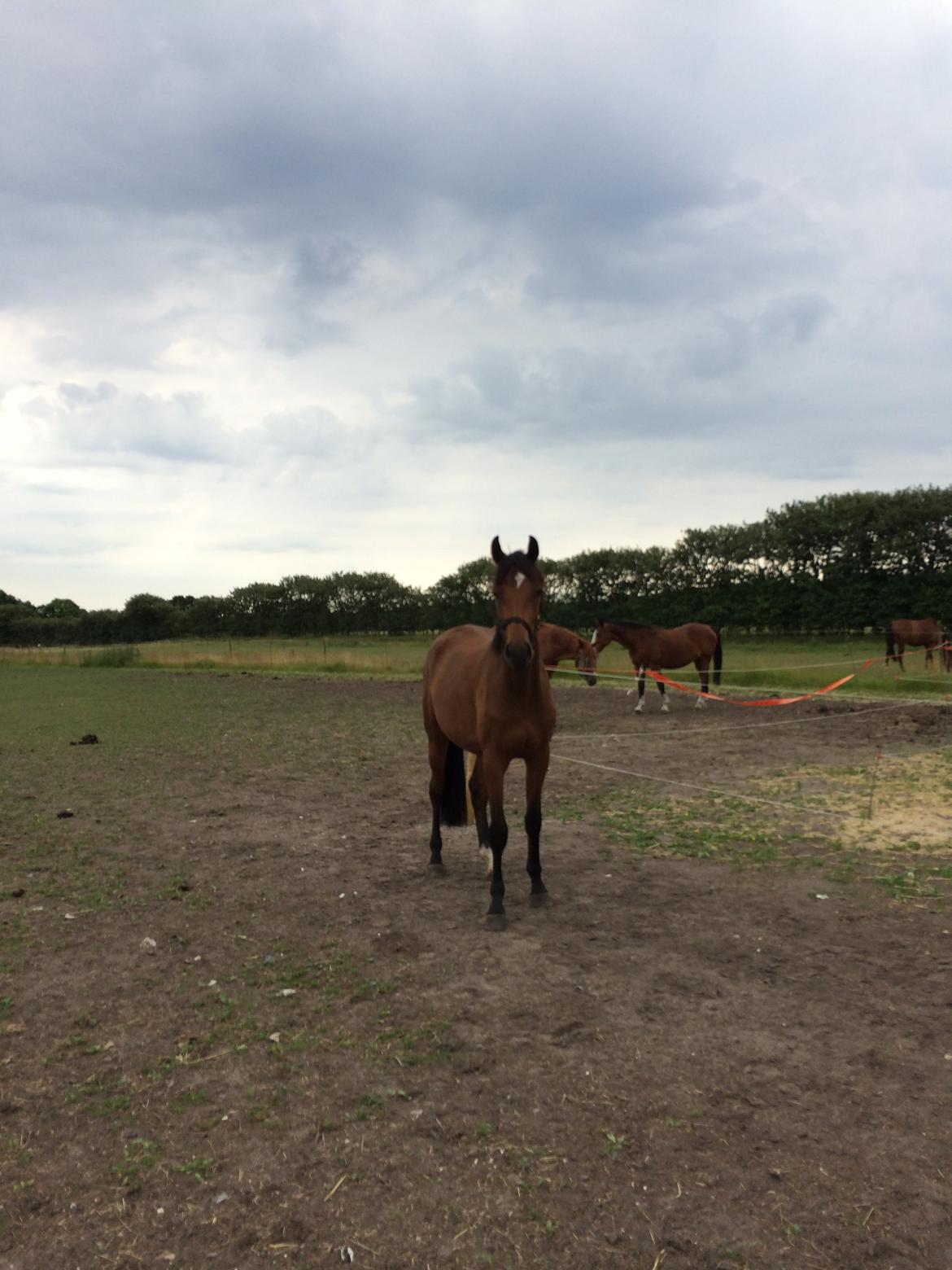 Dansk Varmblod Elmegårds Comtesse R.I.P <3<3<3 billede 1