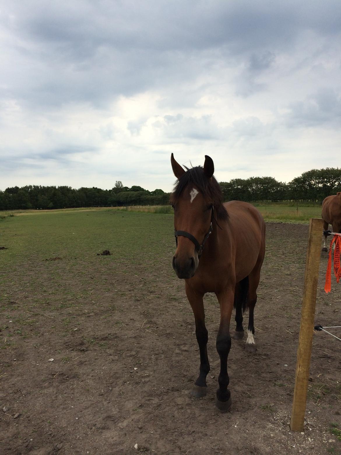 Dansk Varmblod Elmegårds Comtesse R.I.P <3<3<3 billede 3