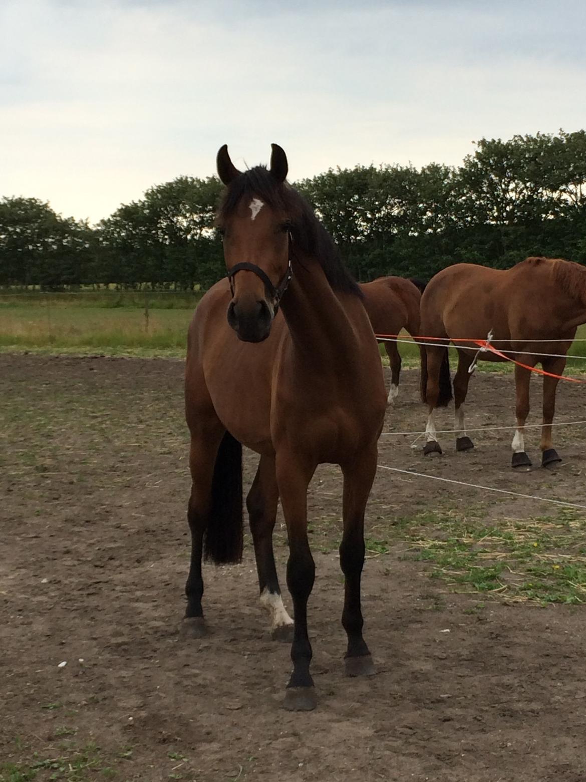 Dansk Varmblod Elmegårds Comtesse R.I.P <3<3<3 billede 6