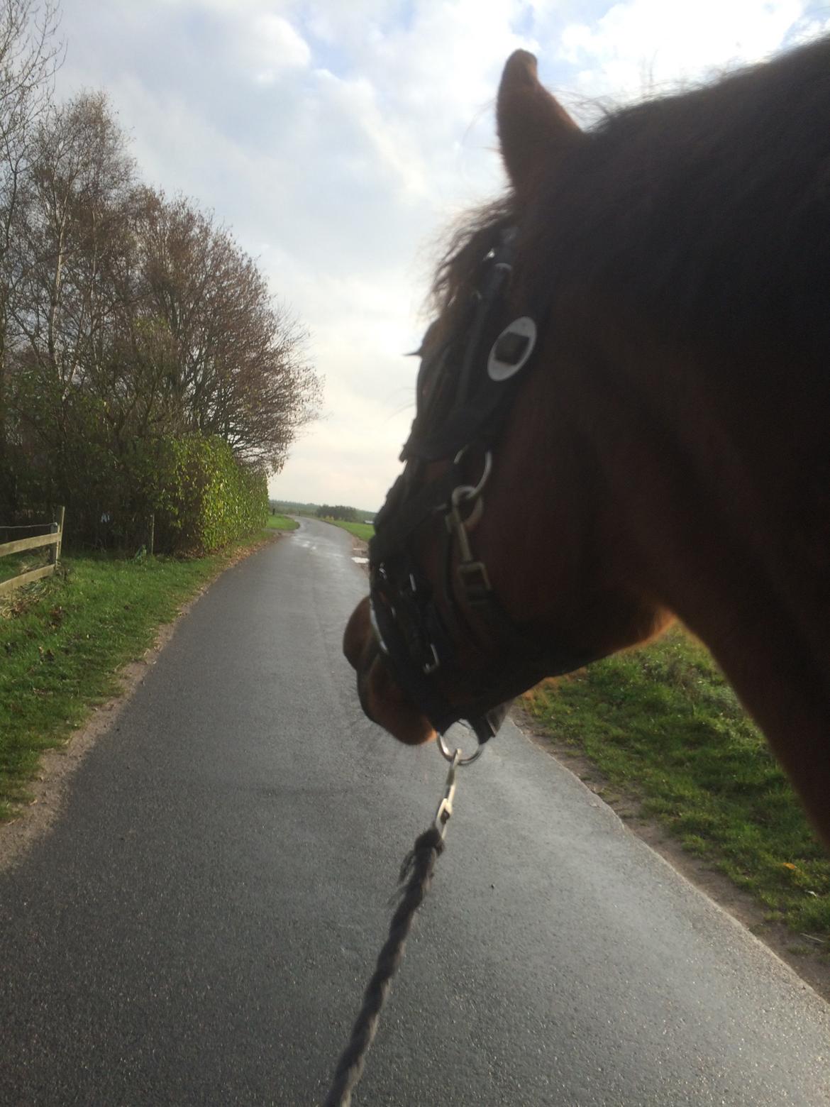 Dansk Varmblod Elmegårds Comtesse R.I.P <3<3<3 billede 7