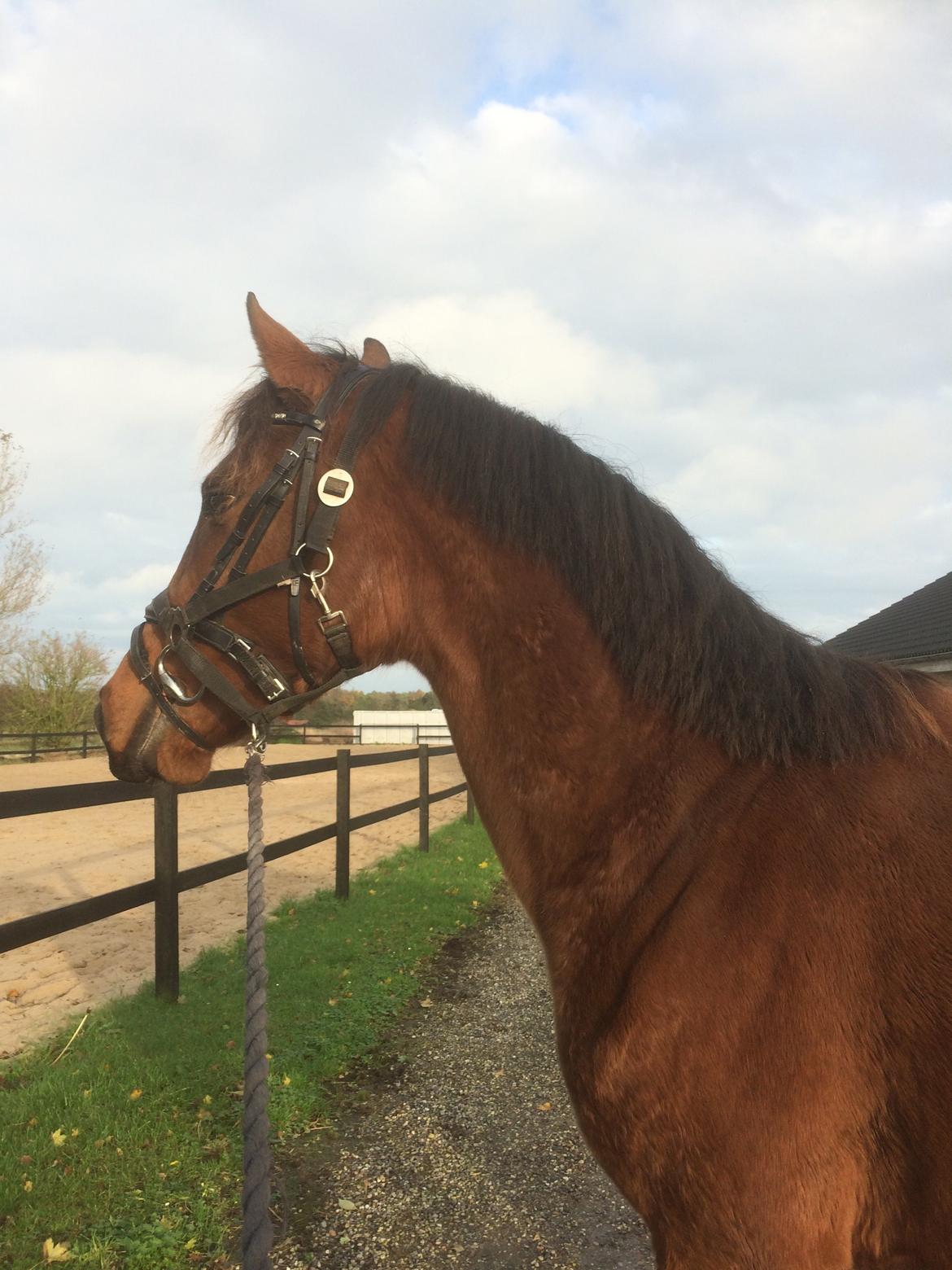 Dansk Varmblod Elmegårds Comtesse R.I.P <3<3<3 billede 9