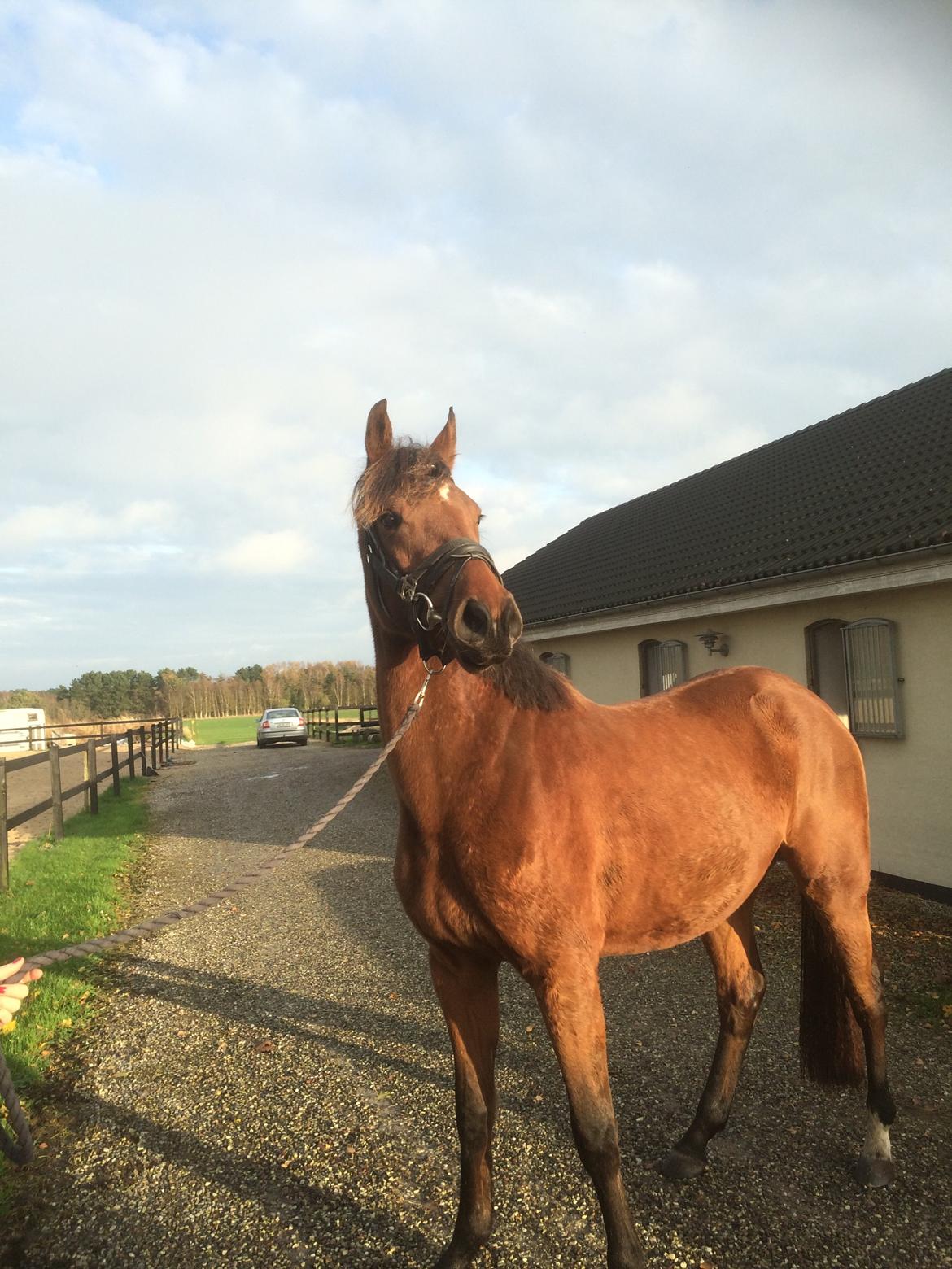Dansk Varmblod Elmegårds Comtesse R.I.P <3<3<3 billede 10