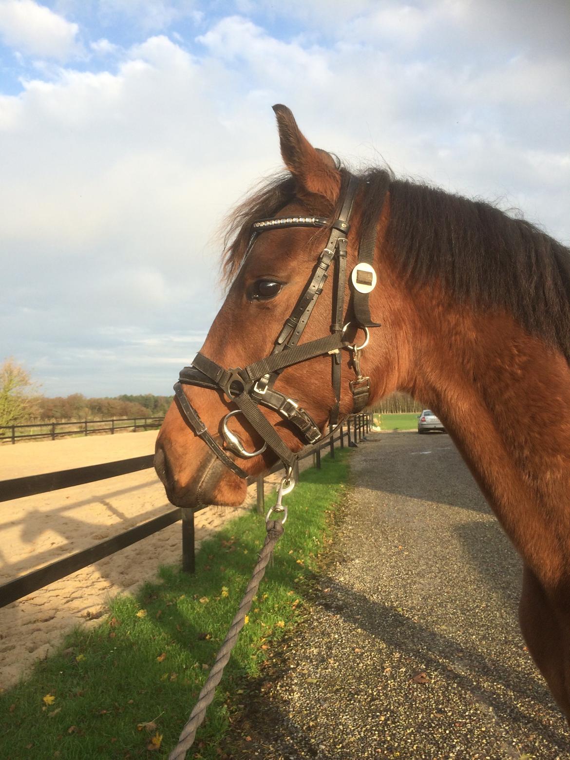 Dansk Varmblod Elmegårds Comtesse R.I.P <3<3<3 billede 15