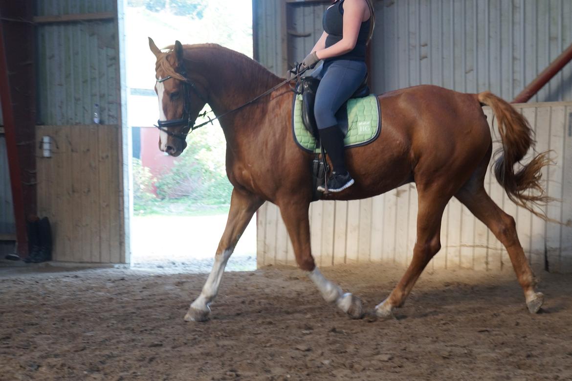 Anden særlig race FoxTrot billede 19