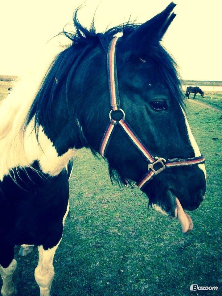Irish Cob Crossbreed Deaklan (SOLGT) billede 2