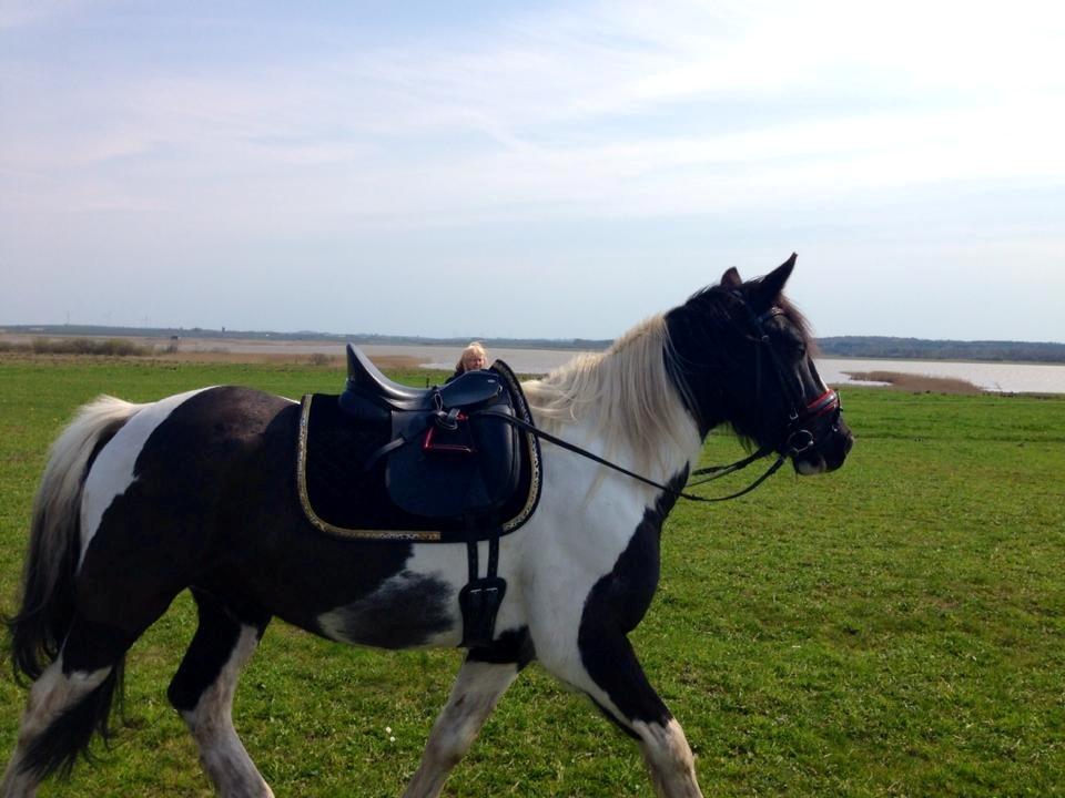 Irish Cob Crossbreed Deaklan (SOLGT) billede 3