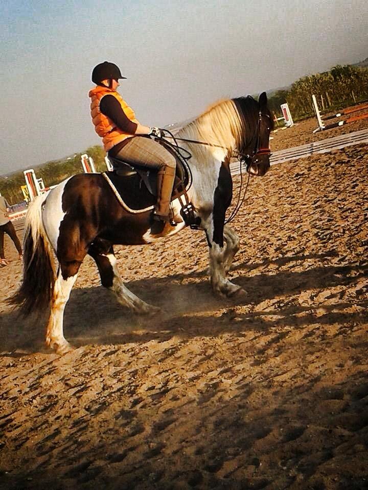 Irish Cob Crossbreed Deaklan (SOLGT) billede 6