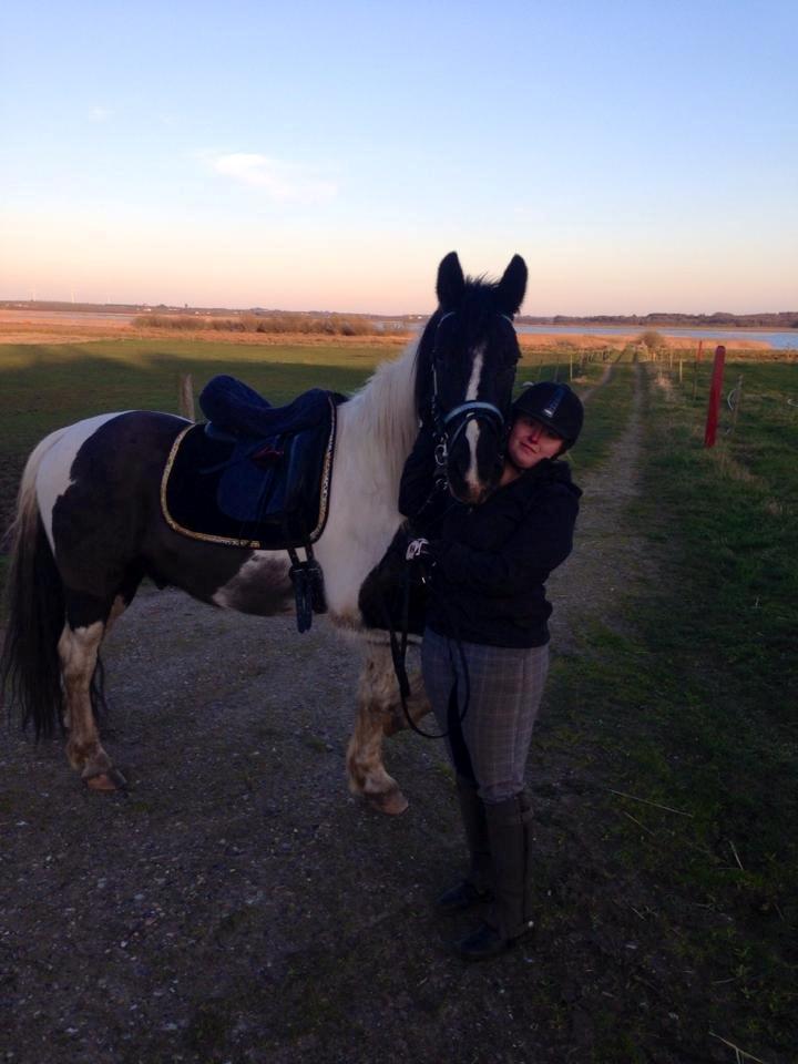 Irish Cob Crossbreed Deaklan (SOLGT) billede 4