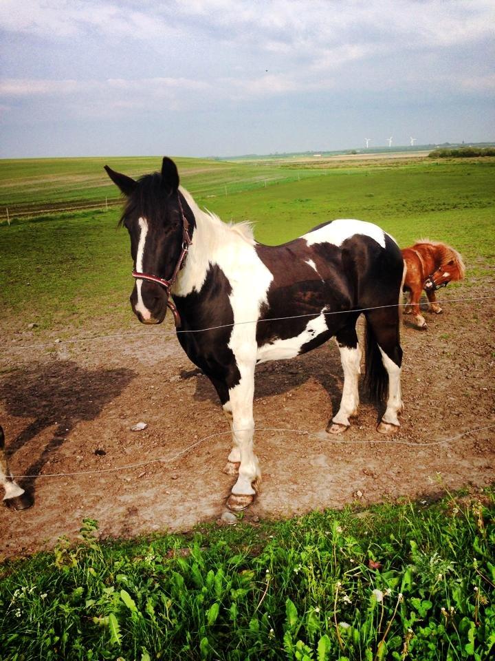 Irish Cob Crossbreed Deaklan (SOLGT) billede 8