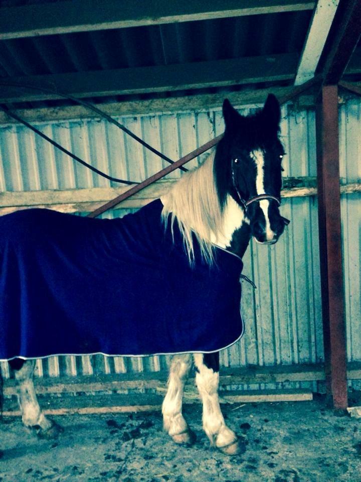 Irish Cob Crossbreed Deaklan (SOLGT) billede 9