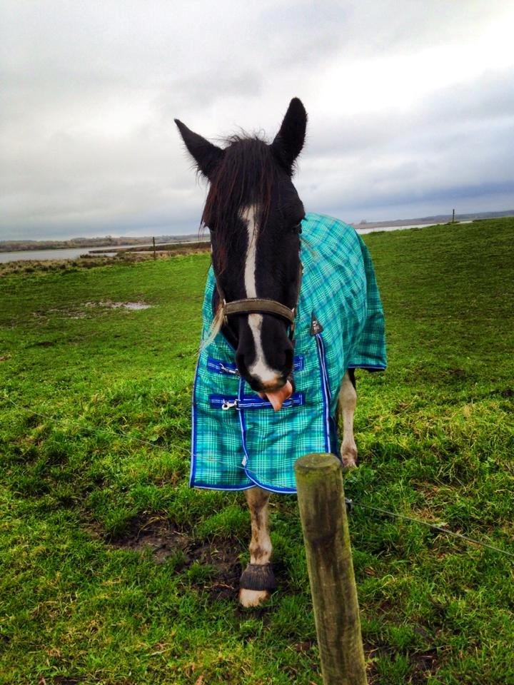 Irish Cob Crossbreed Deaklan (SOLGT) billede 10