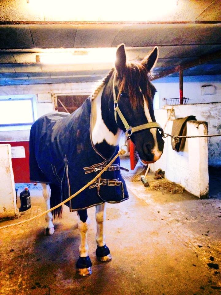 Irish Cob Crossbreed Deaklan (SOLGT) billede 13