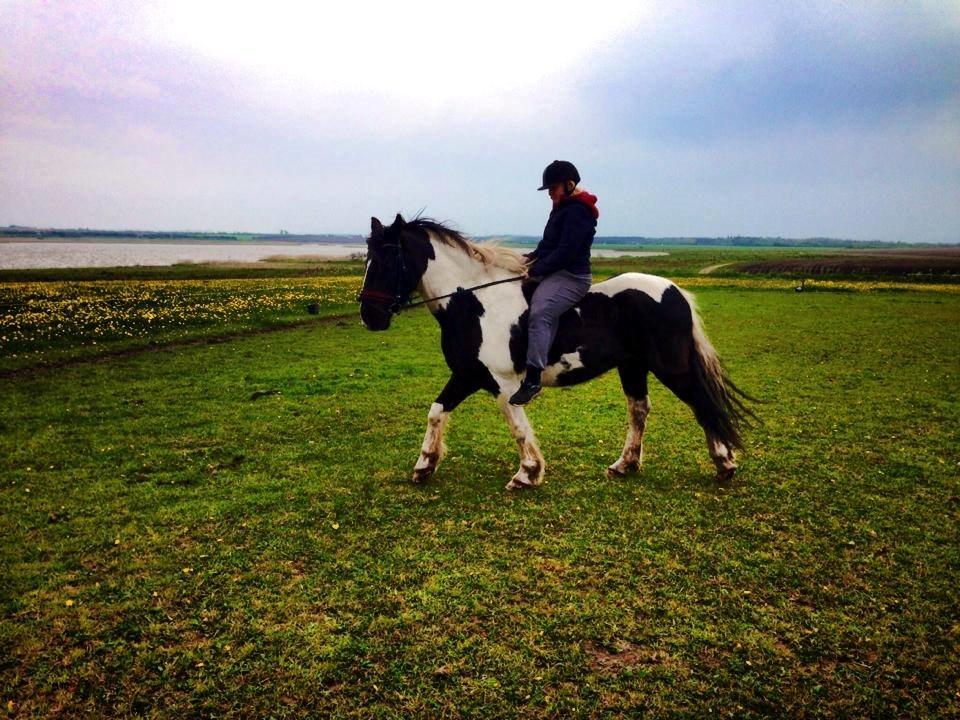 Irish Cob Crossbreed Deaklan (SOLGT) billede 7