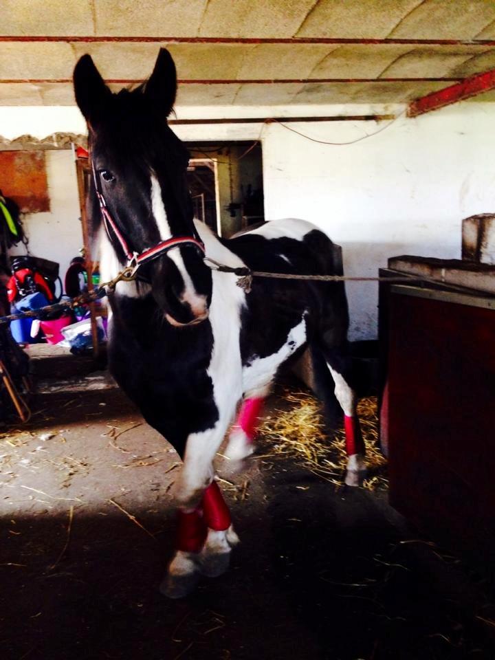 Irish Cob Crossbreed Deaklan (SOLGT) billede 14