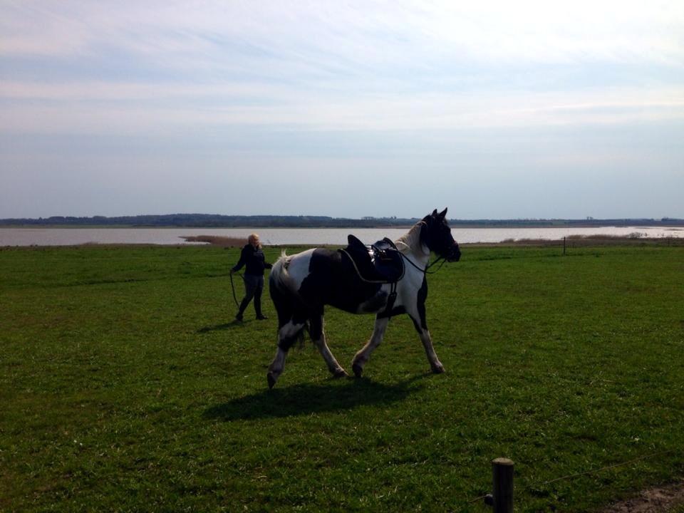 Irish Cob Crossbreed Deaklan (SOLGT) billede 16