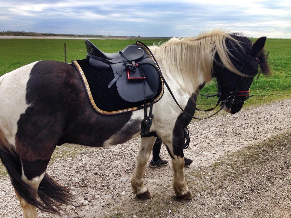 Irish Cob Crossbreed Deaklan (SOLGT) billede 17