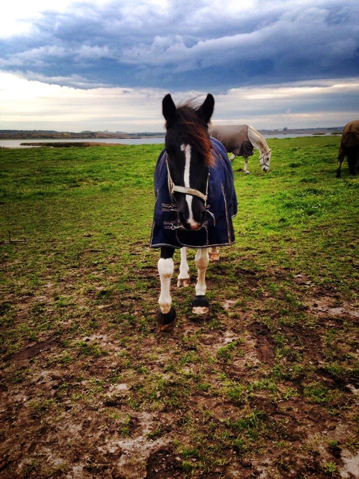 Irish Cob Crossbreed Deaklan (SOLGT) billede 20