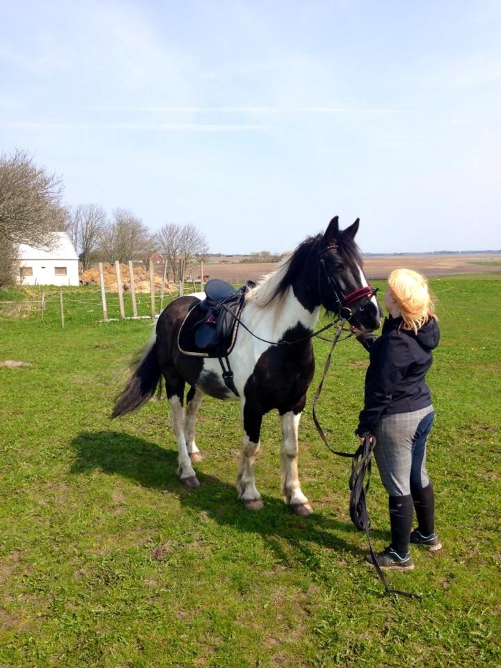 Irish Cob Crossbreed Deaklan (SOLGT) billede 15