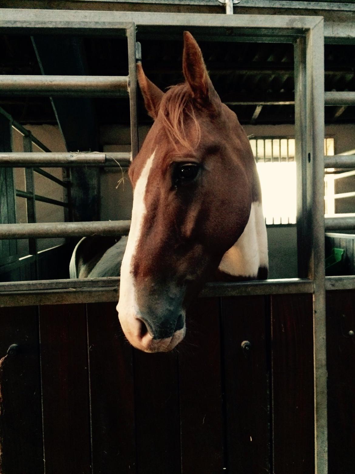 Pinto Captain Morgan billede 5