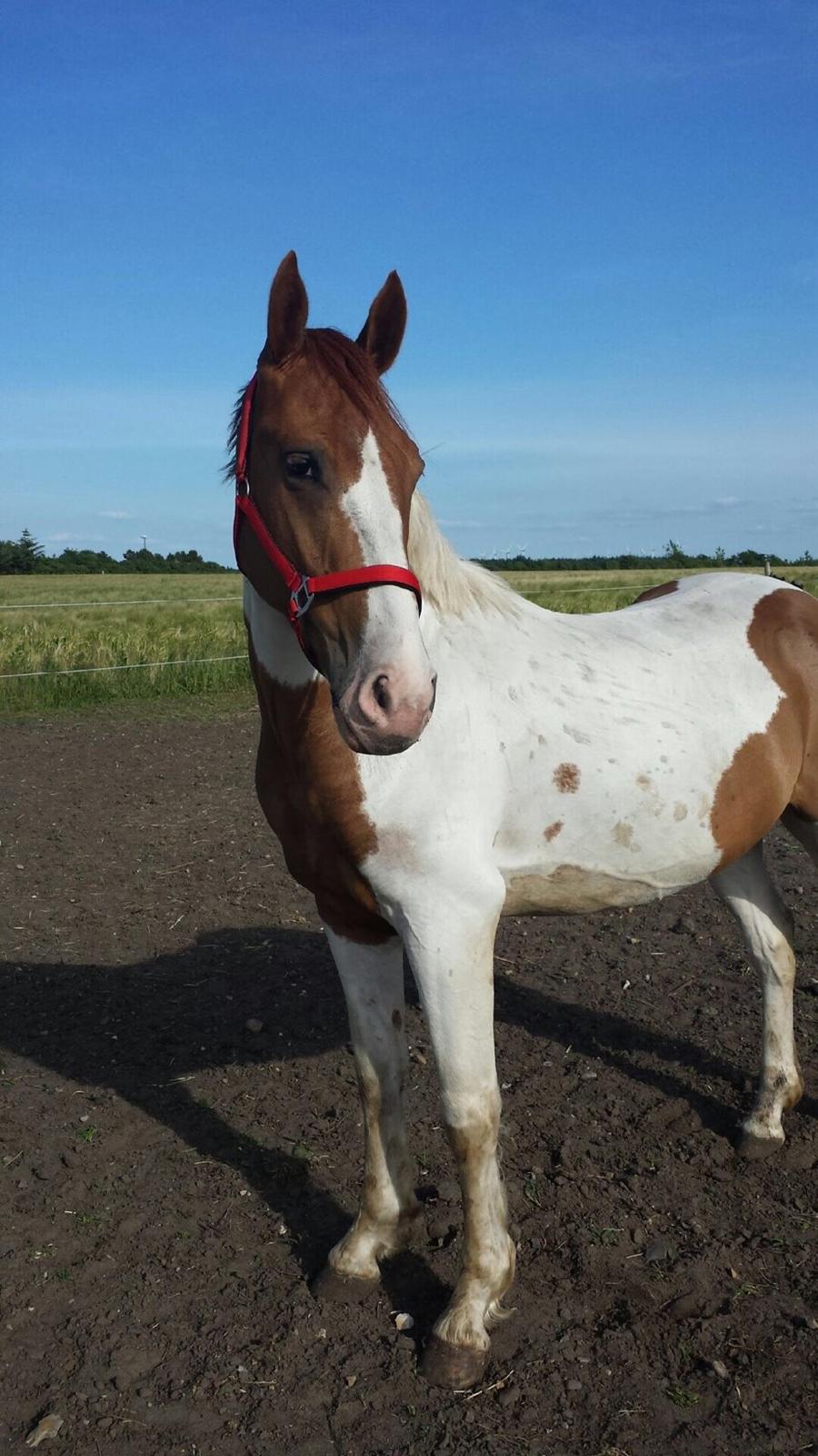 Pinto Captain Morgan billede 6