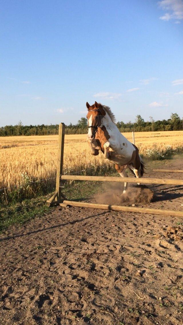 Pinto Captain Morgan billede 3