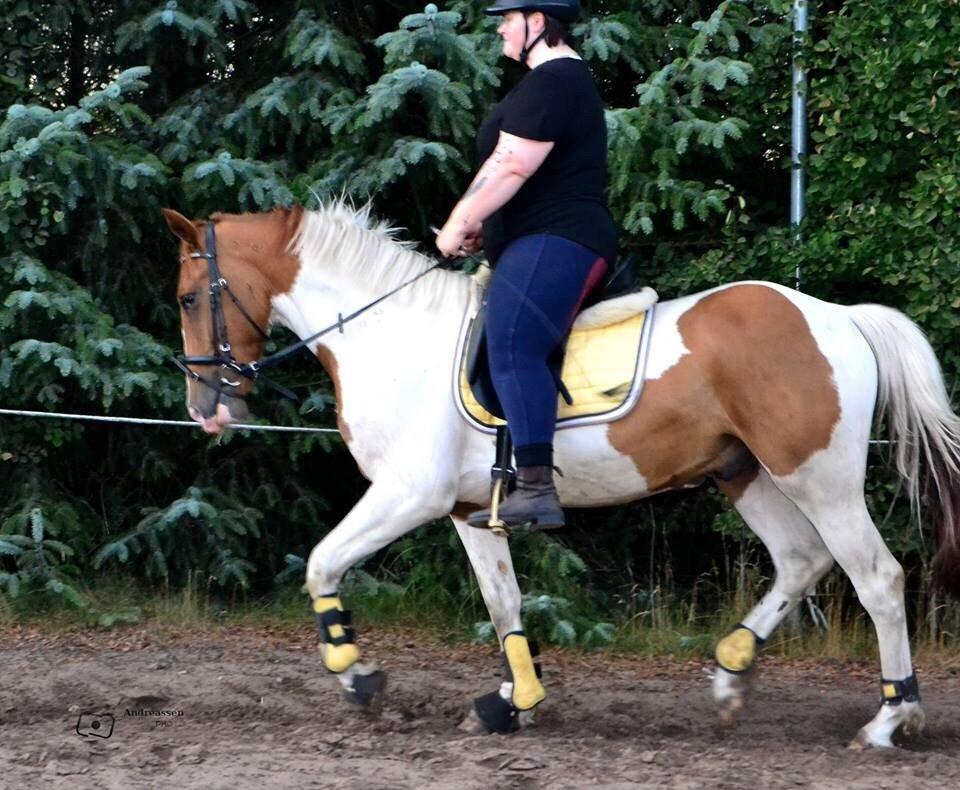 Pinto Captain Morgan billede 2