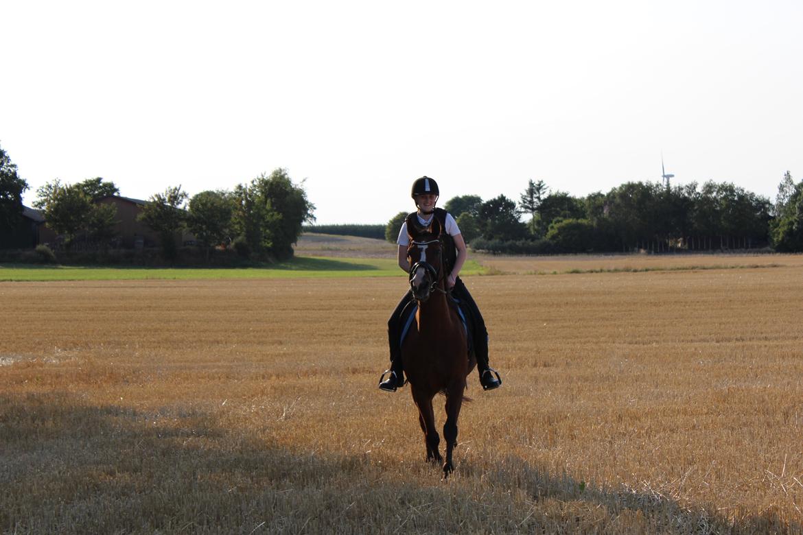 Arabisk fuldblod (OX) Grafik billede 2