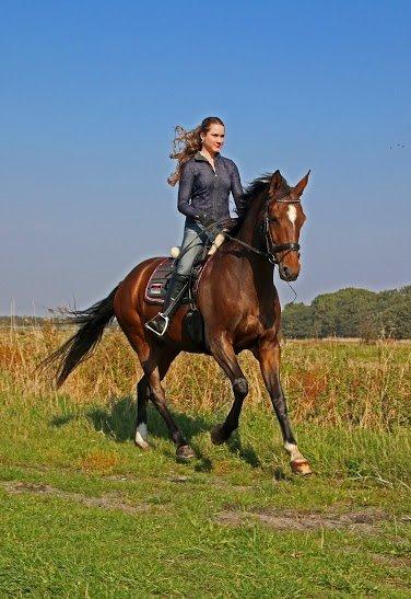 Dansk Varmblod Klosterhedens Wonder billede 17