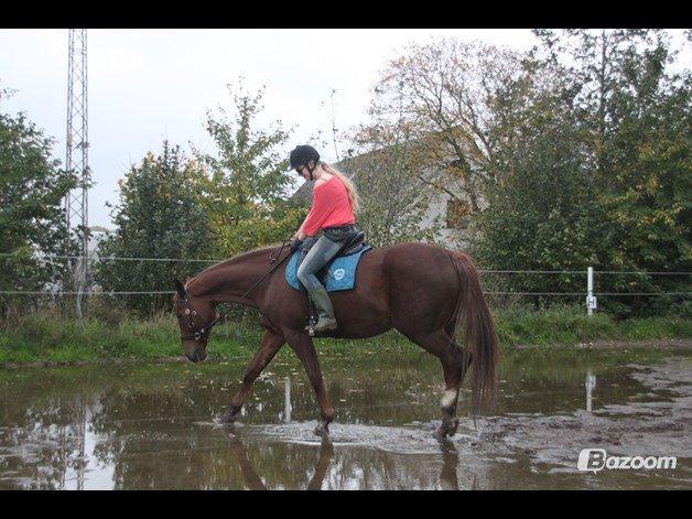 Dansk Varmblod Vortinggårds Aida *Hypse* 2001-2017 billede 17