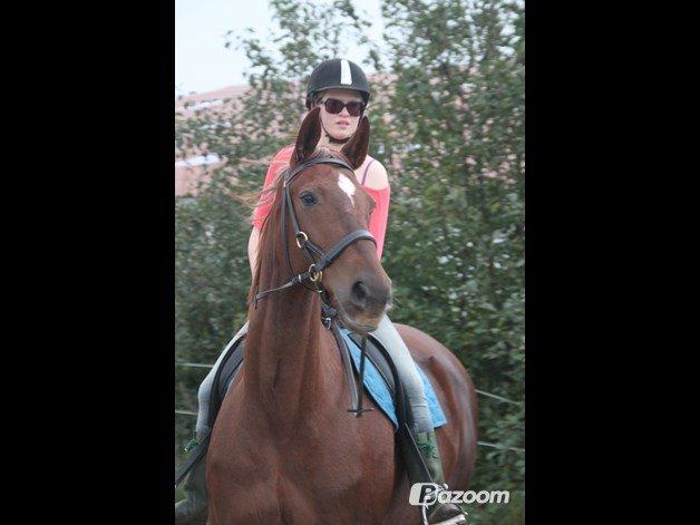 Dansk Varmblod Vortinggårds Aida *Hypse* 2001-2017 billede 16