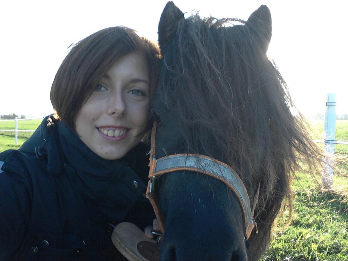 Shetlænder Klaus billede 7