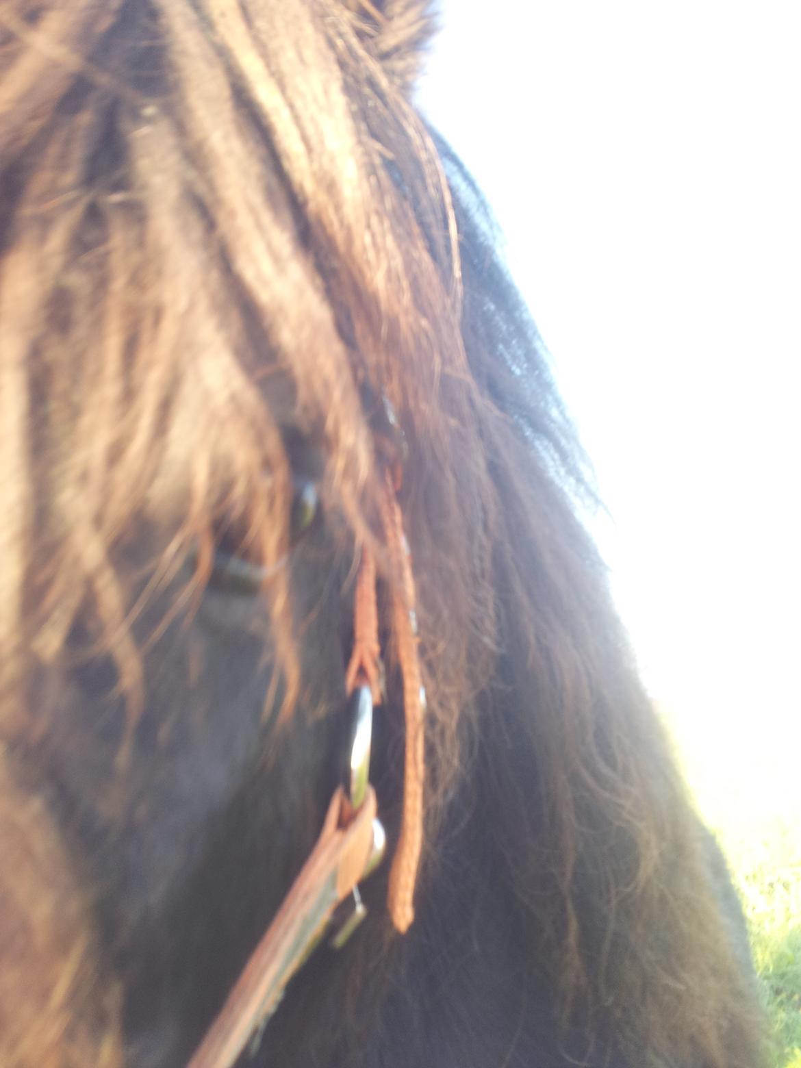 Shetlænder Klaus billede 9