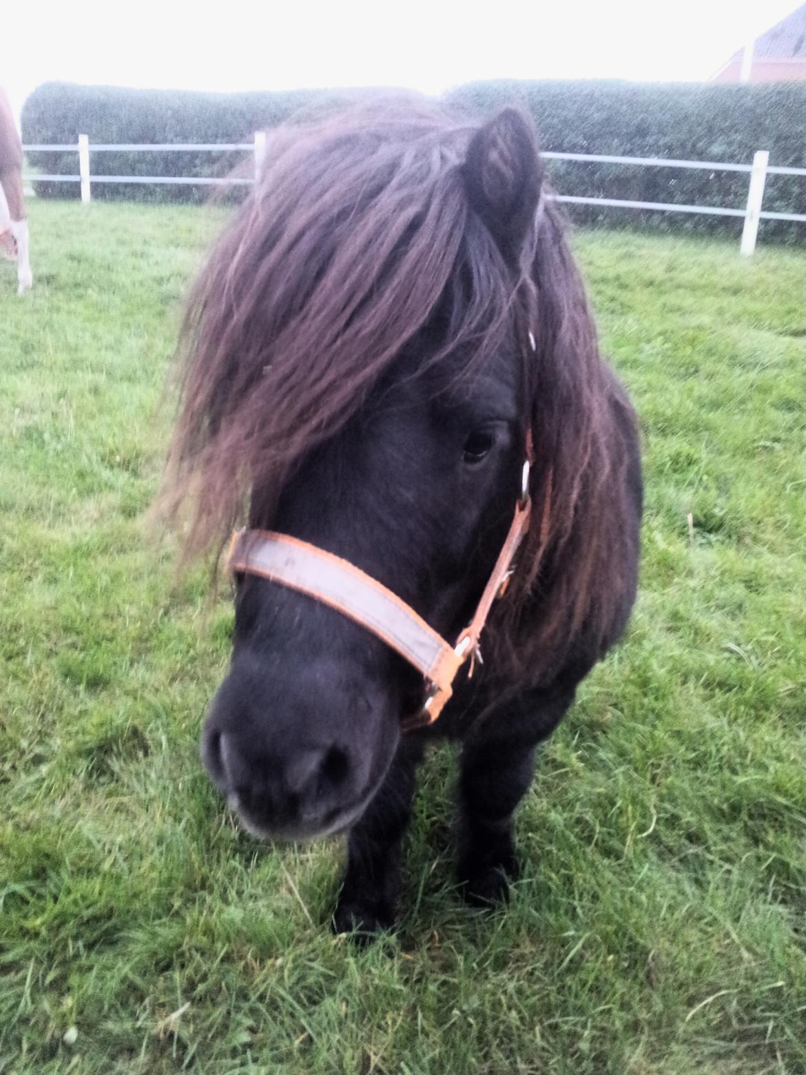 Shetlænder Klaus billede 1