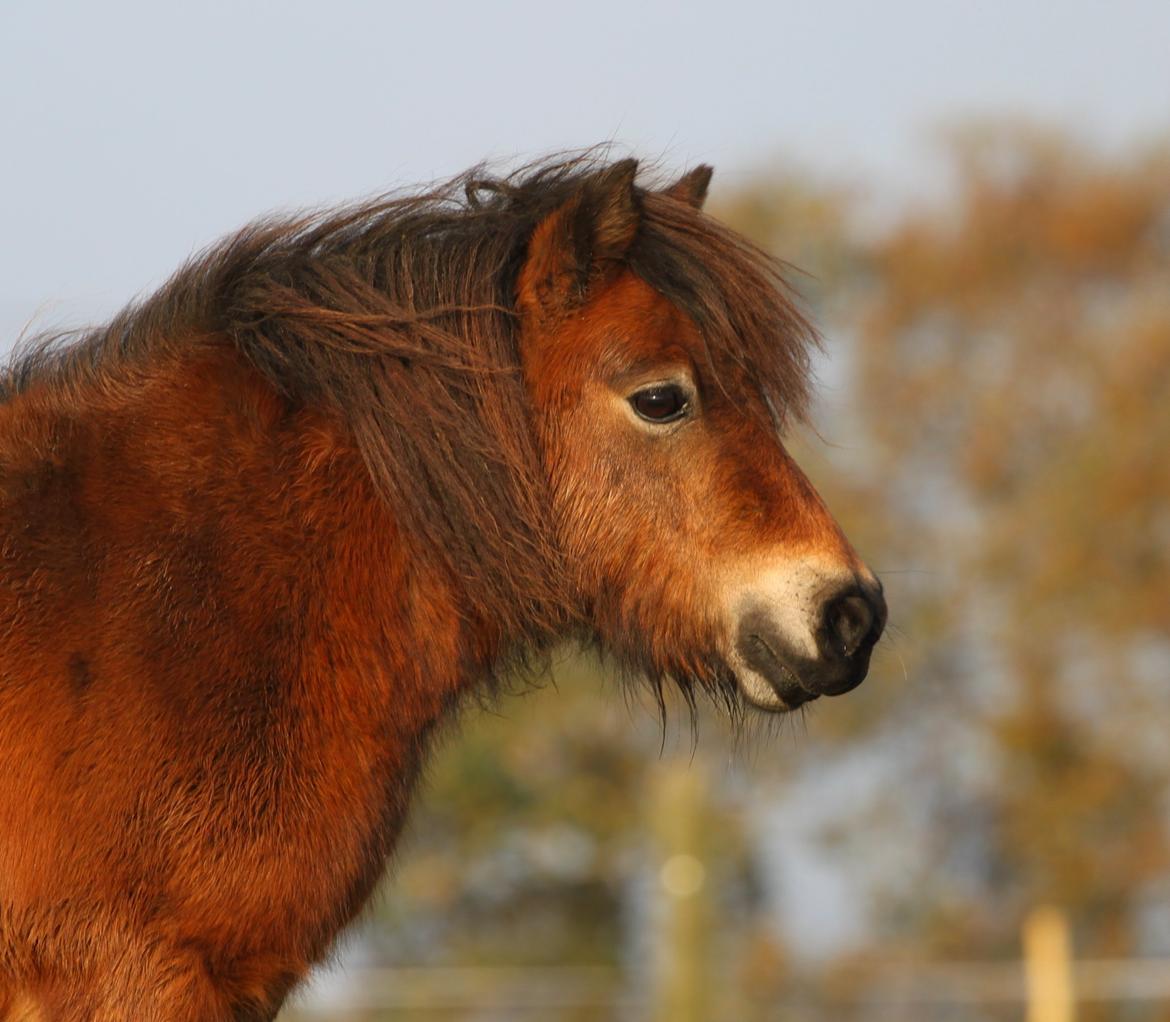 Dansk Miniature Tarabin Maluri billede 4