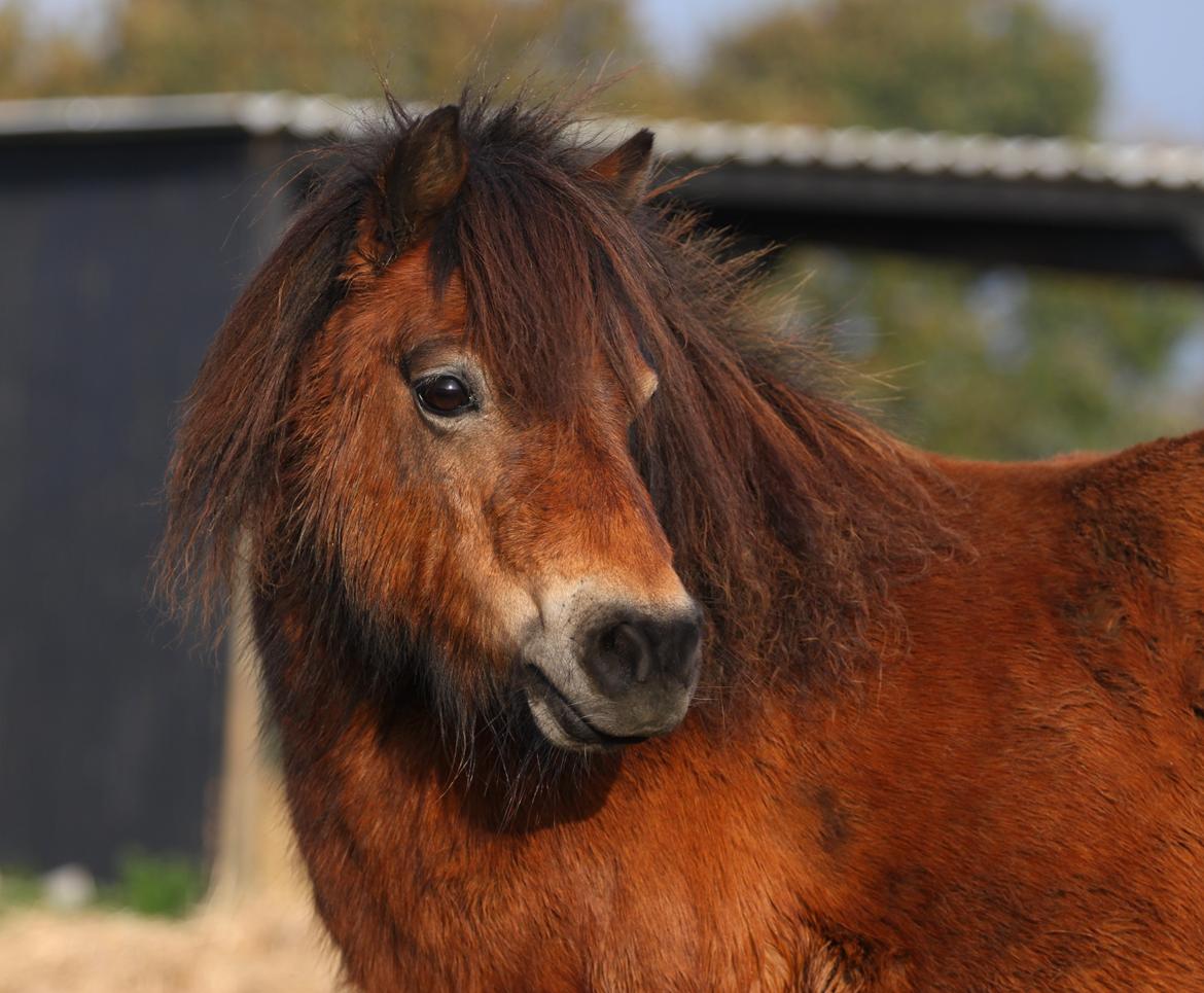 Dansk Miniature Tarabin Maluri billede 1