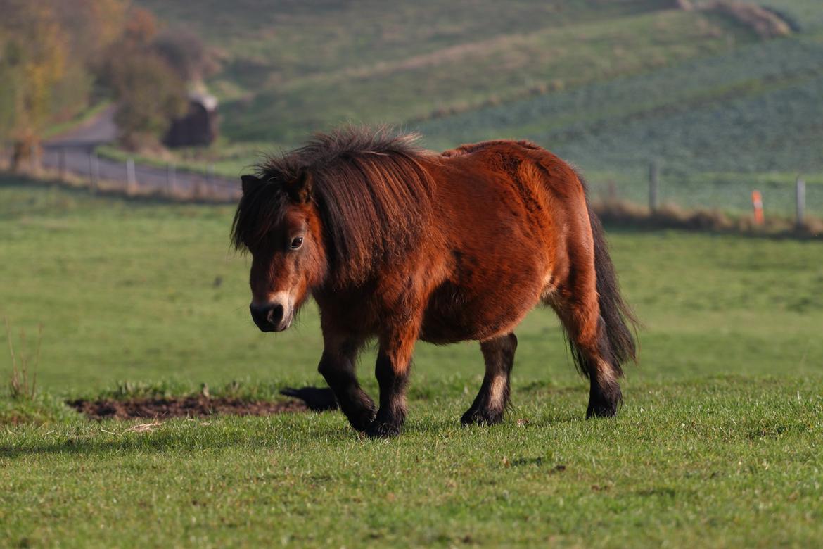 Dansk Miniature Tarabin Maluri billede 8