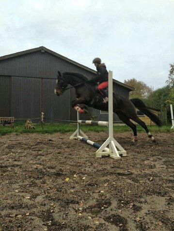 Traver Nok`en svimmel billede 24