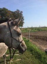 Arabisk fuldblod (OX) Ihh Mono OX billede 1