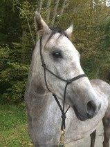 Arabisk fuldblod (OX) Ihh Mono OX billede 3