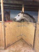 Arabisk fuldblod (OX) Ihh Mono OX billede 2